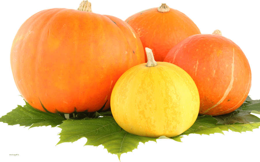 Pumpkin-PNG-Free-File-Download